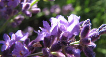 10 Best Ways to Use Lavender Essential Oil