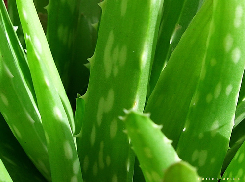 Aloe photo