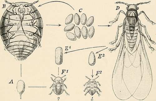 Human origin photo