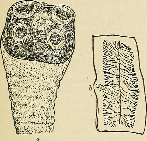 Tape worm diet photo