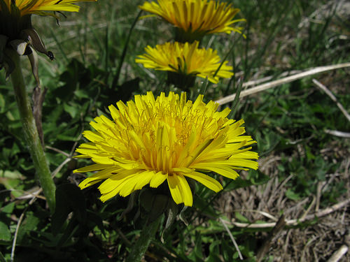 Dandelion Root photo