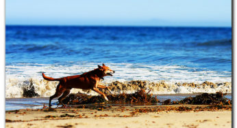 Top 10 Worst Beaches in California