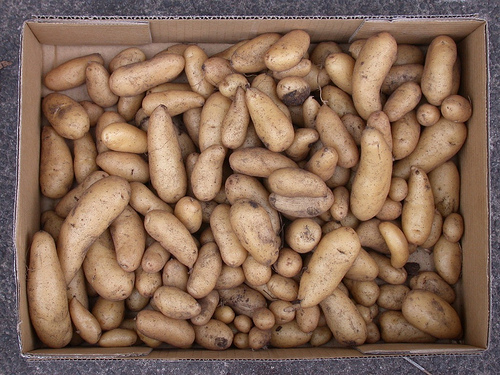 Potatoes photo