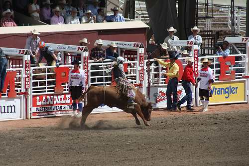 Bull riding photo