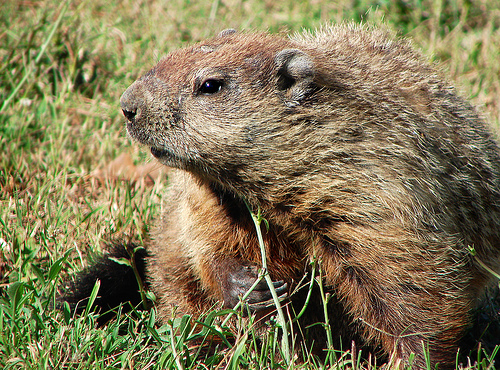 Herbivores  photo