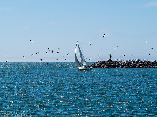 Oceanside Harbor in San Diego photo