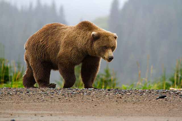 Photo by Lake Clark National Park