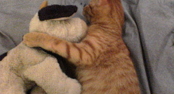10 Reasons Cats are Better than Dogs