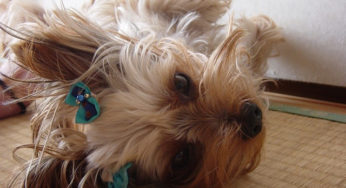 Top 10 Most Popular Dog Breeds