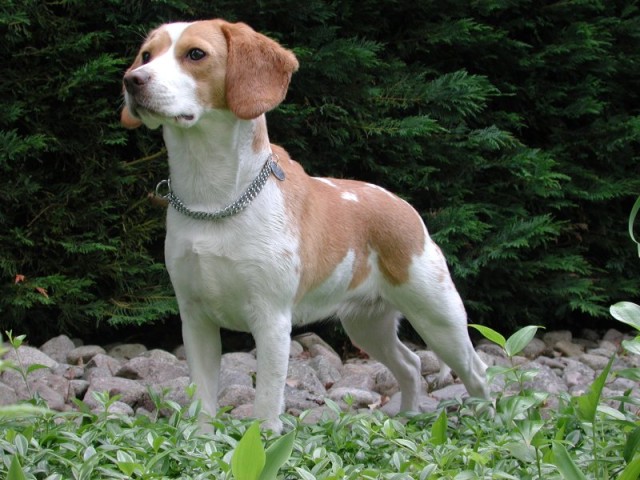 Beagle_Upsy