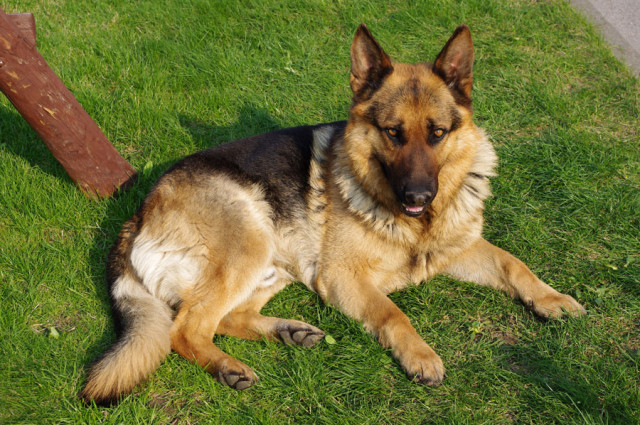 German_Shepherd_Dog