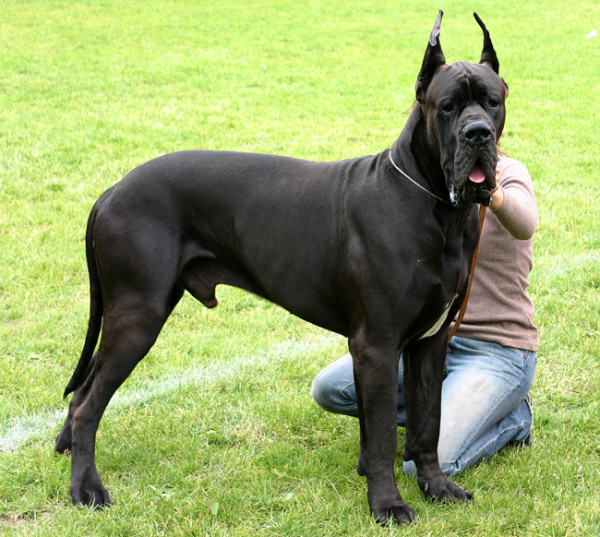 Great_dane