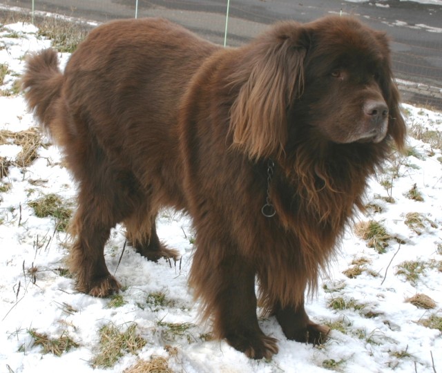 Newfoundland_brown